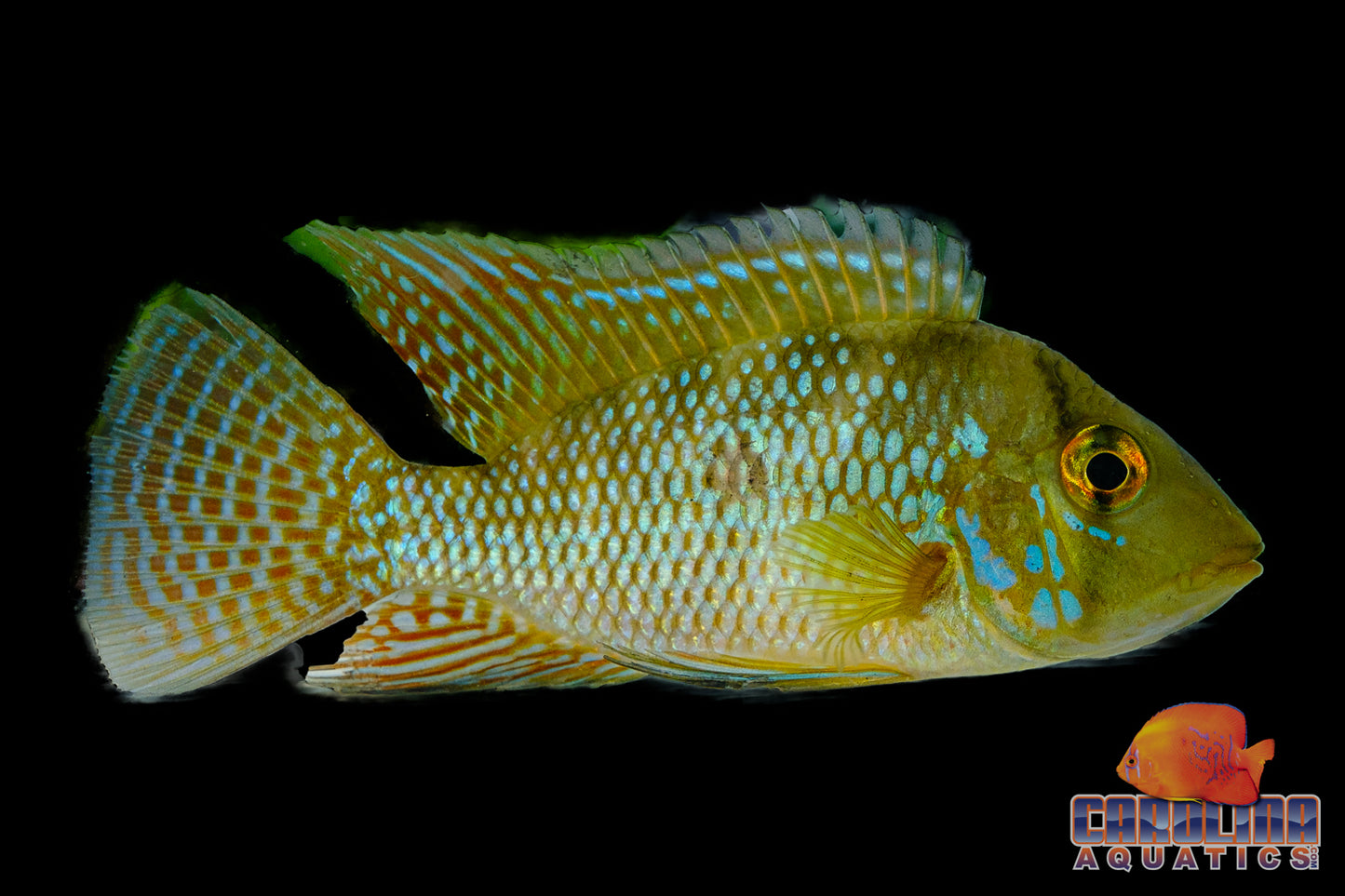 Cichlid - Geophagus Brasiliensis Med