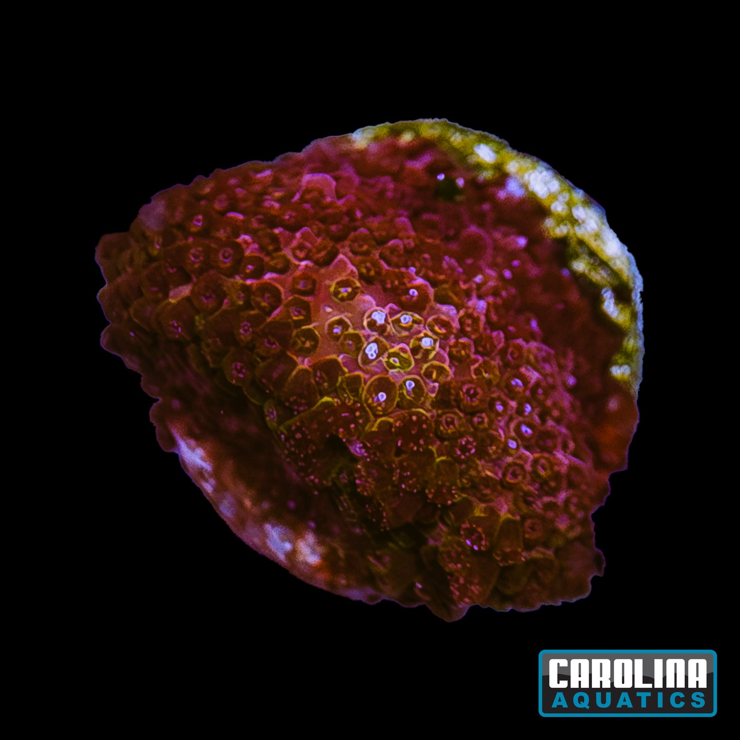 Frag - Crimson Stylocoeniella