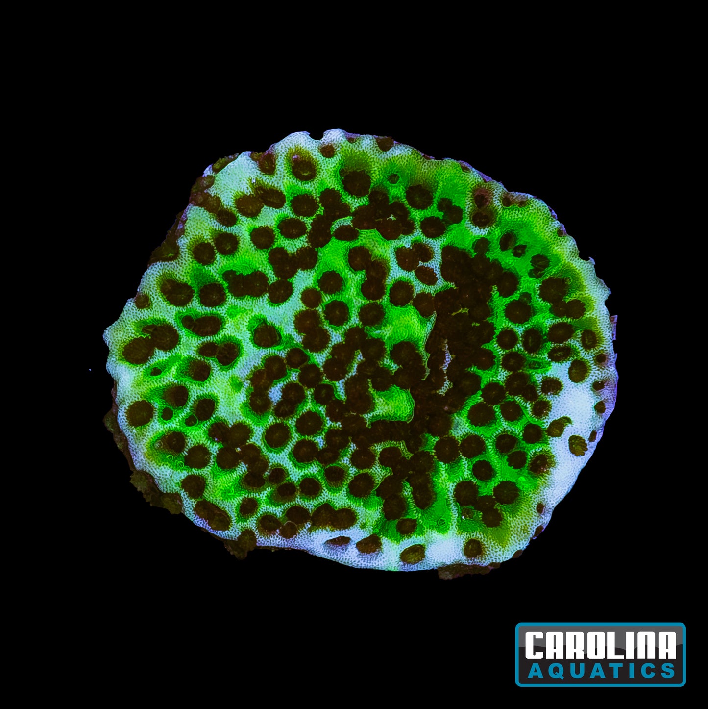 Frag - Spongodes Montipora