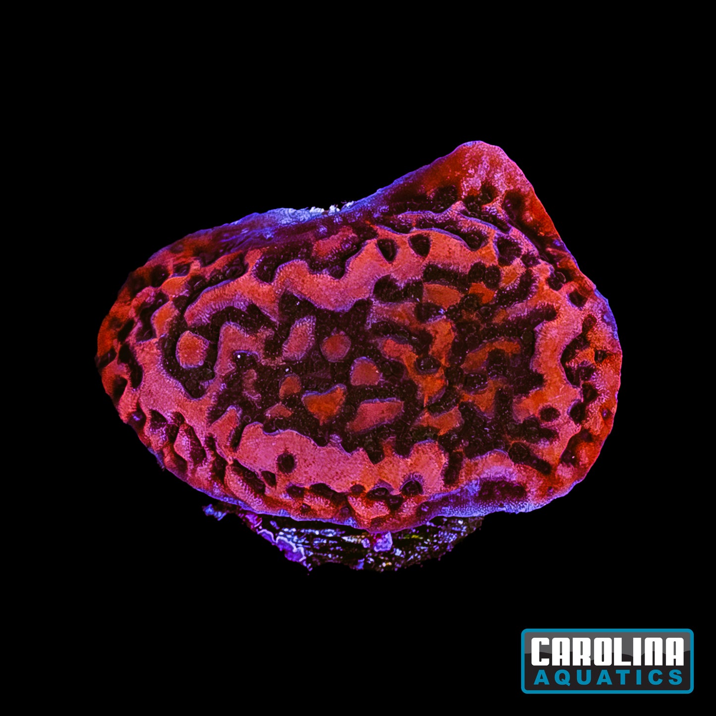 Frag - Cherry Tree Montipora