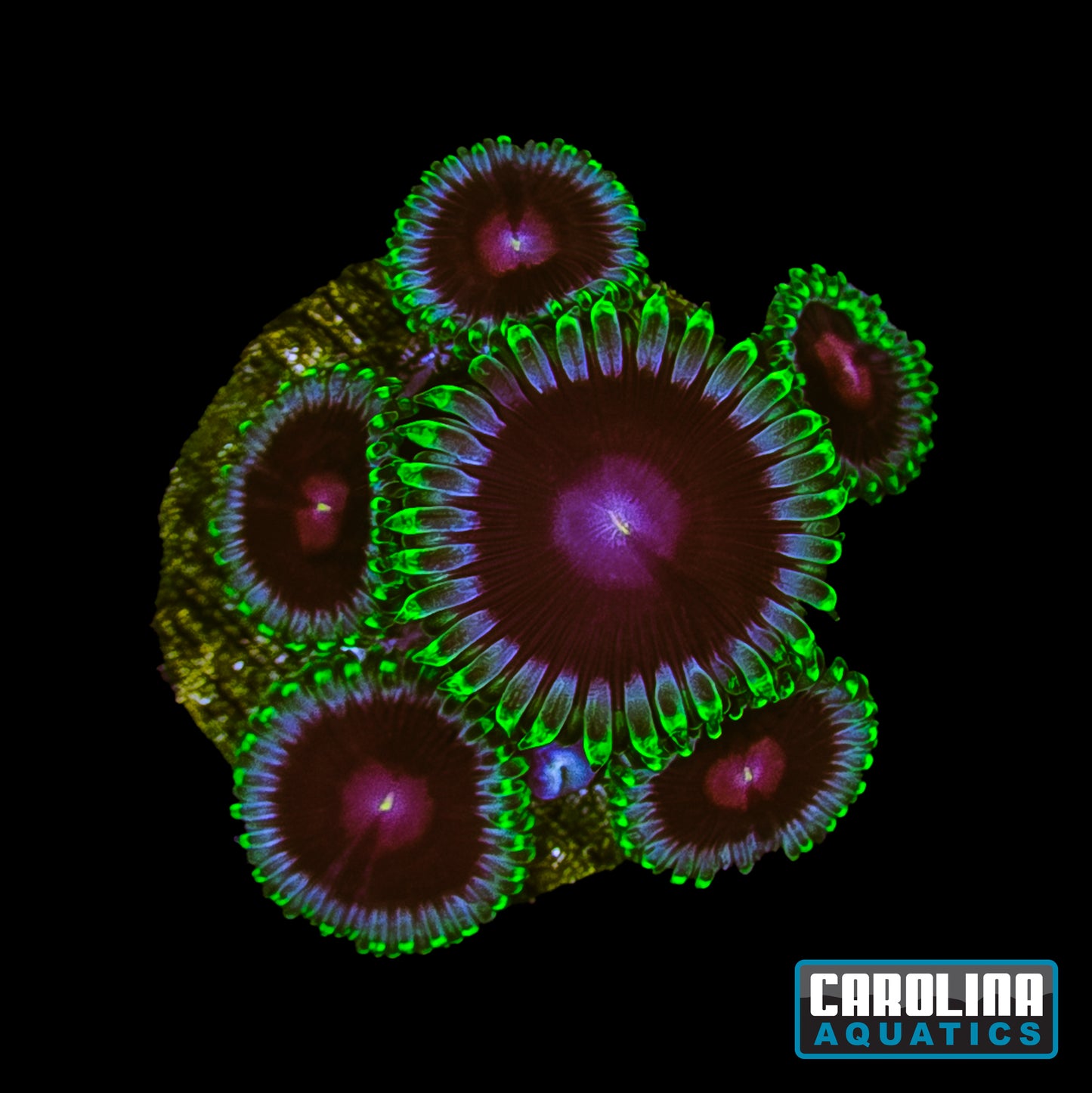 Frag - Lucky Kentucky Zoanthid