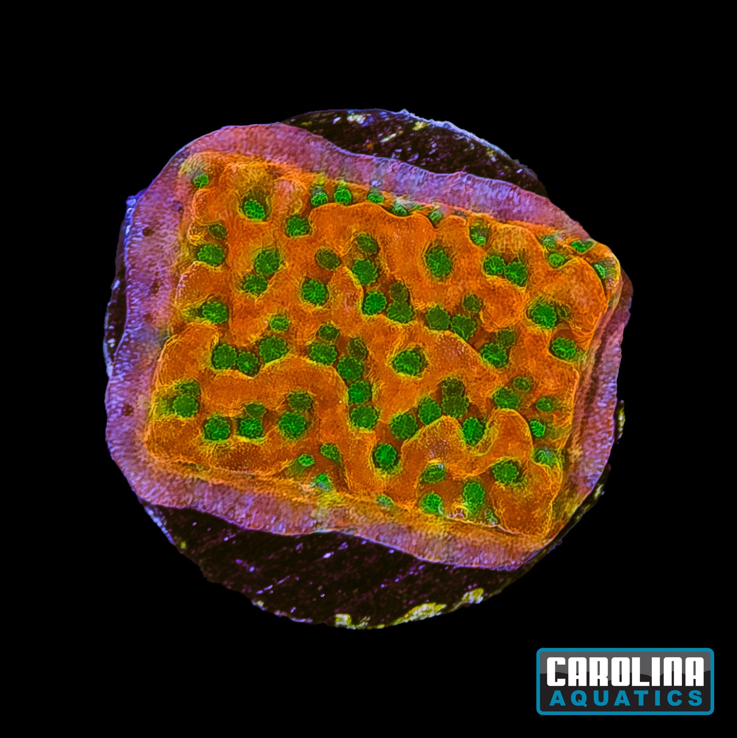 Frag - Sunset Imposter Montipora