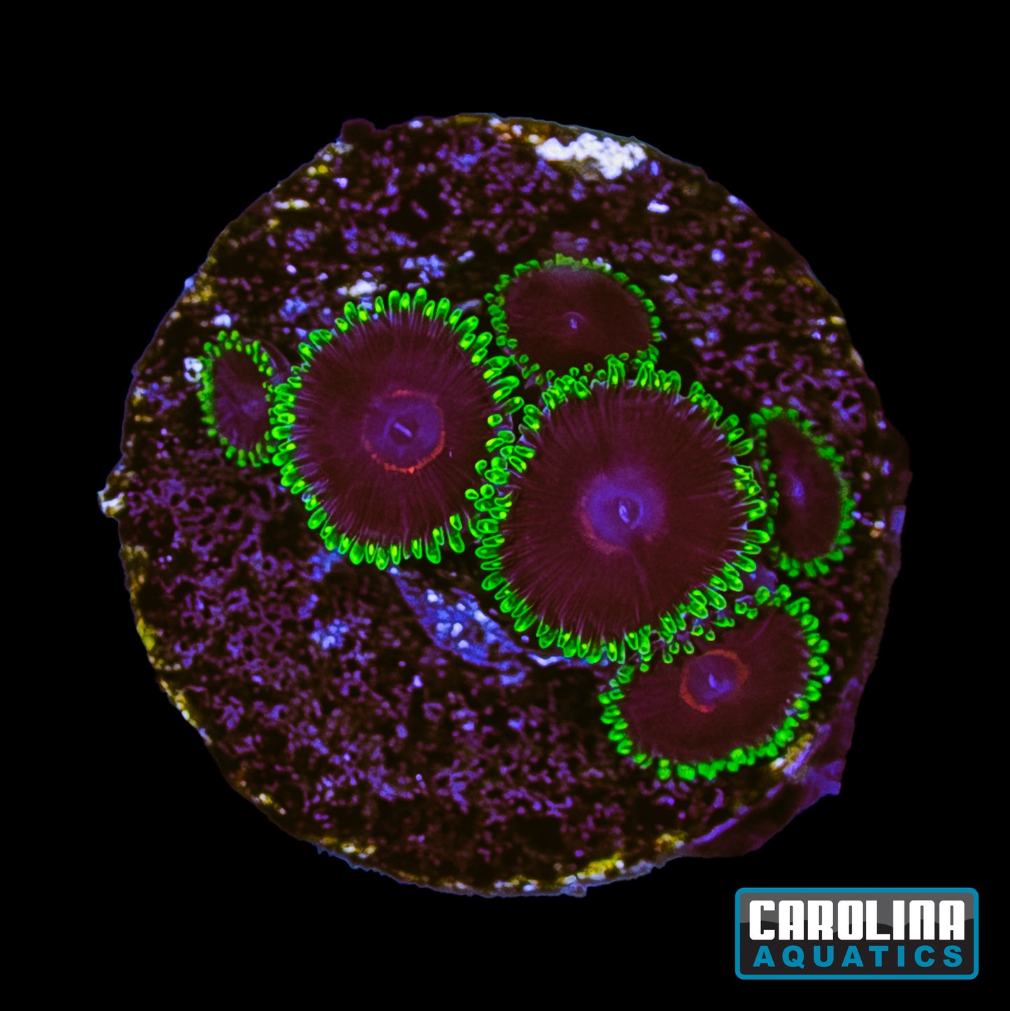 Frag - Purple Heart Zoanthid