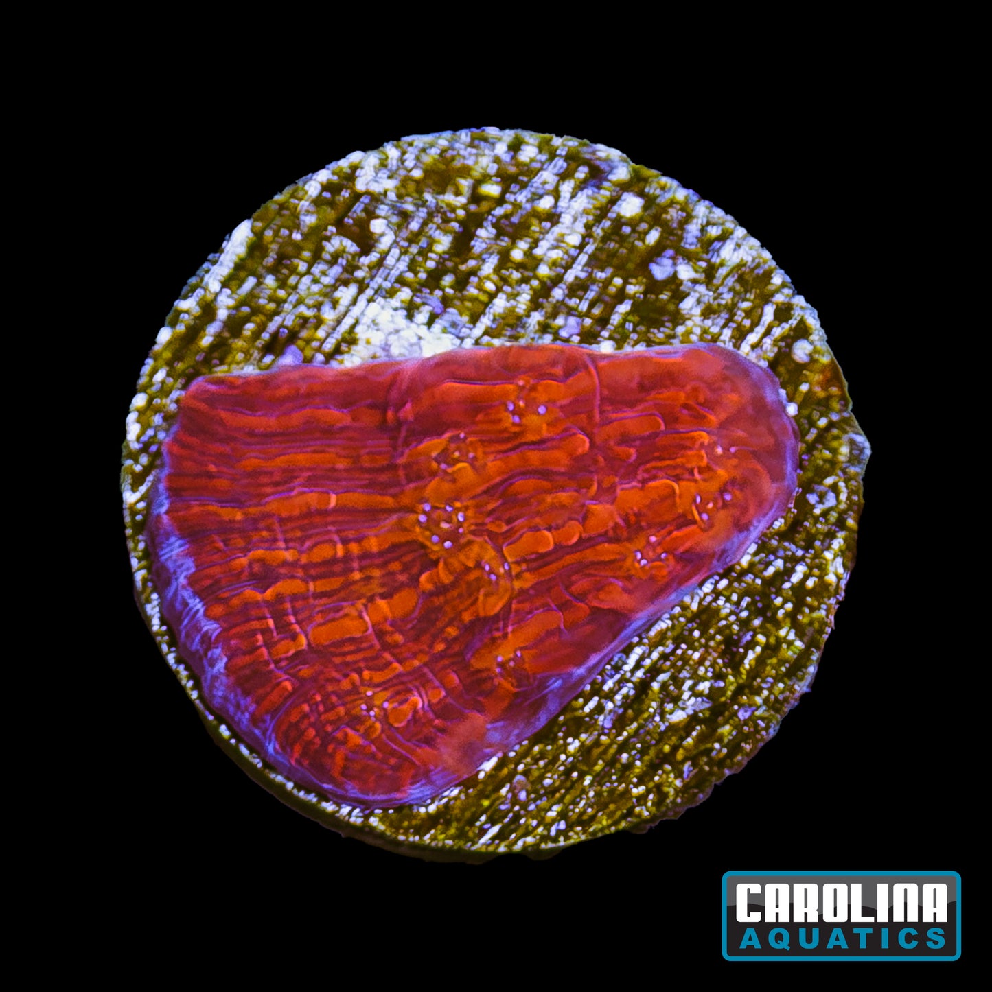 Frag - Seared Stellaria Chalice