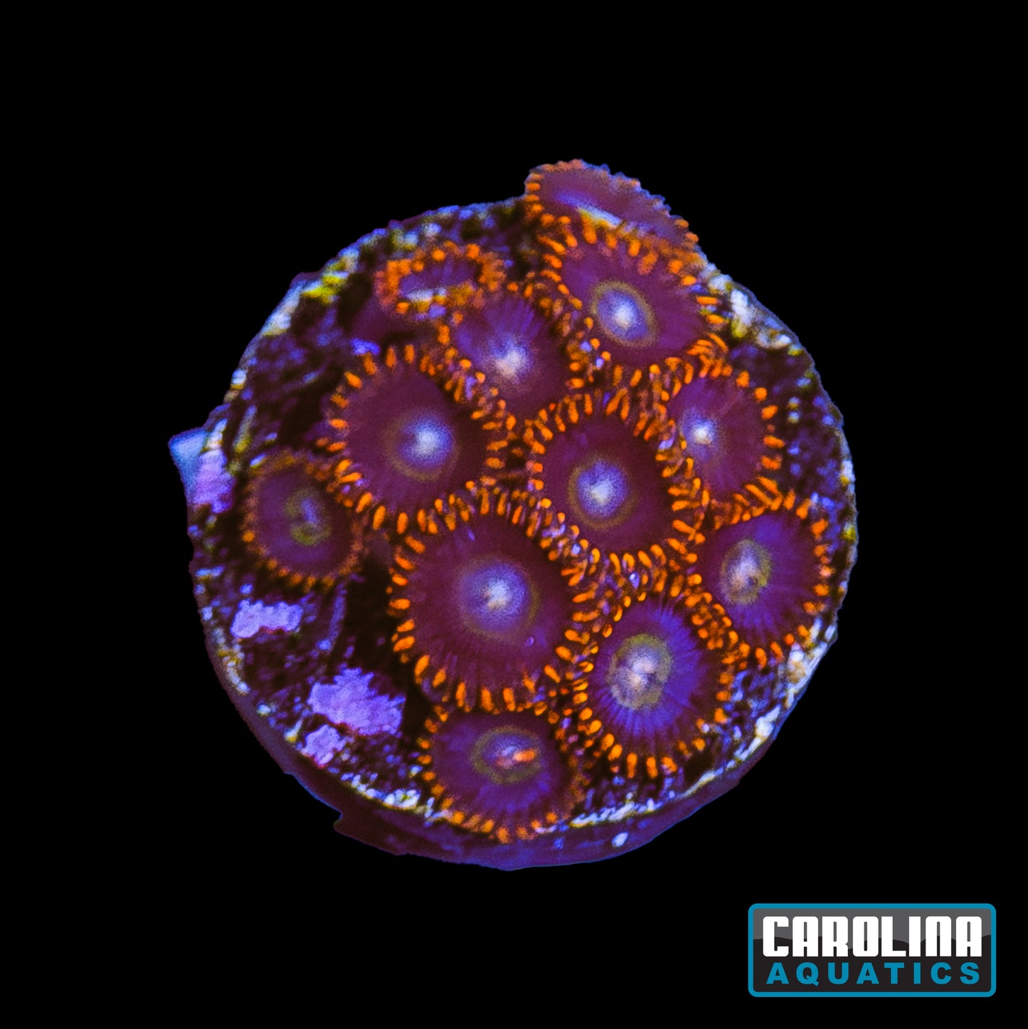 Frag - Rainbow Hornet Zoanthid