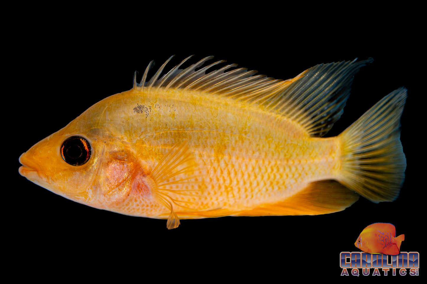 Cichlid - Red Devil 3in.