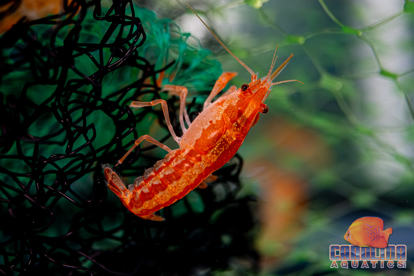 Invert - Lobster Mexican Mini Orange