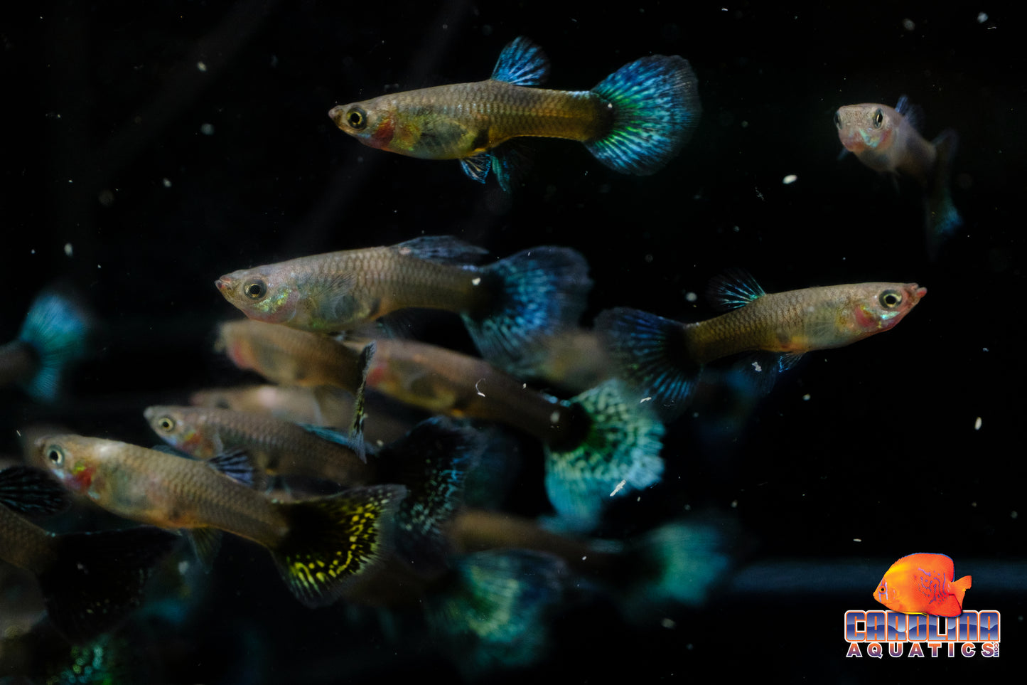Guppy - Elephant Ear Blue Female