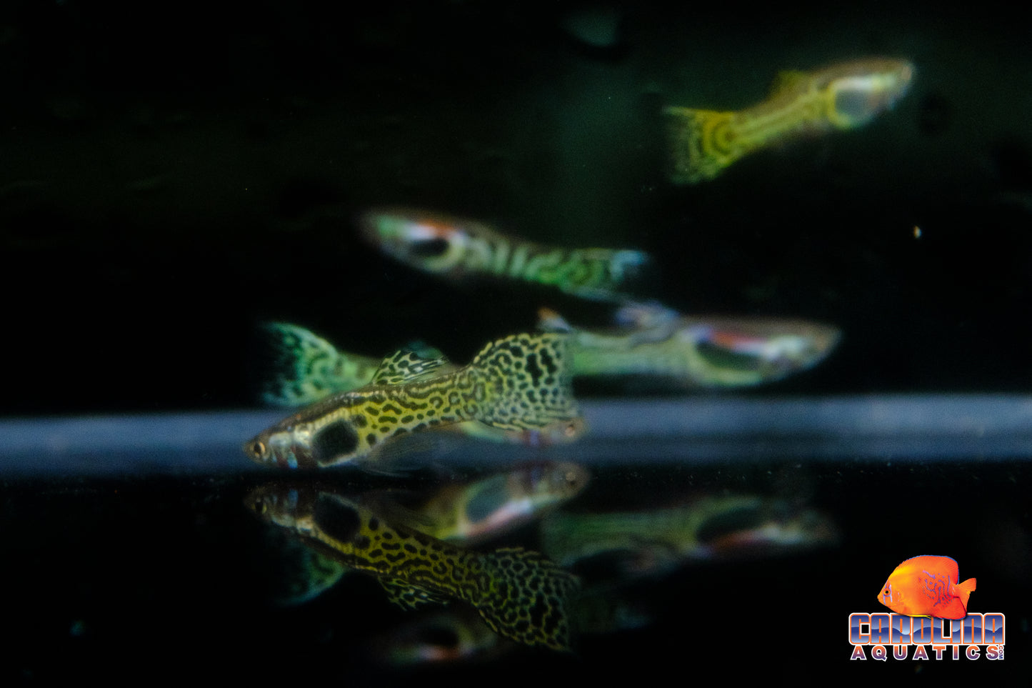 Guppy - Endler Green Cobra