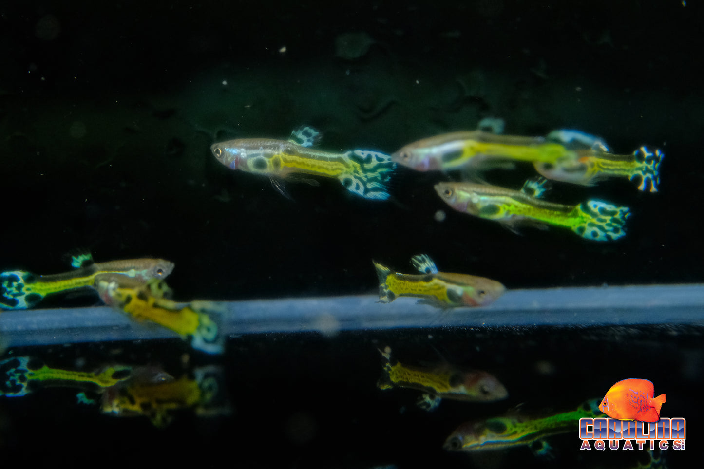 Guppy - Endler Black Cobra