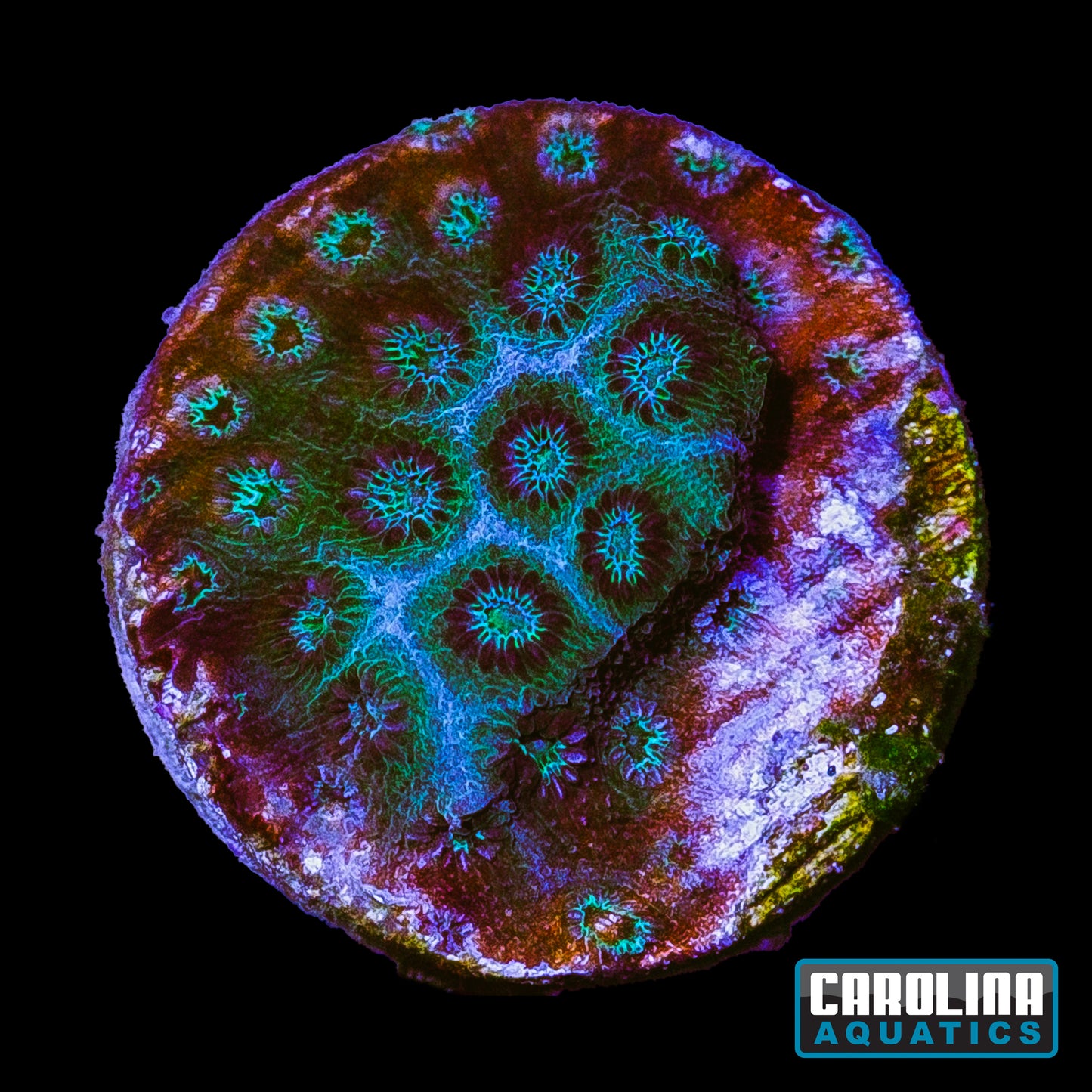 Frag - Teal/Green Cyphastrea