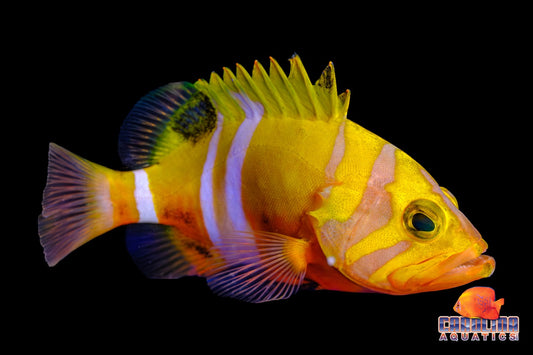 Grouper - Neptune