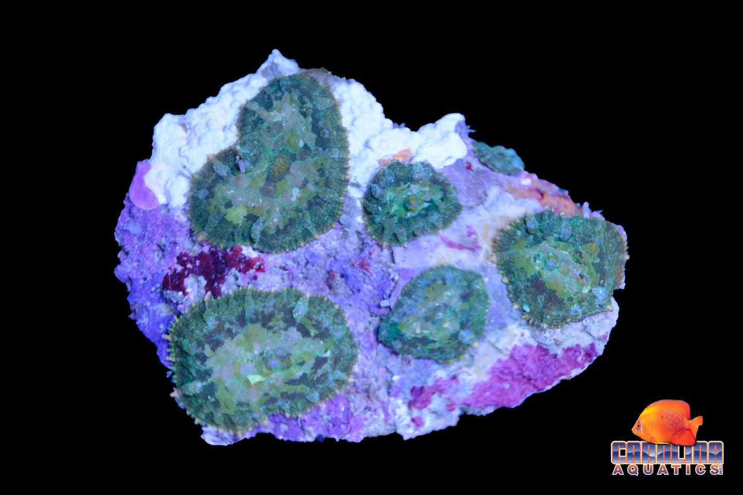 Indo - Rock Mushroom Rhodactis Asst.