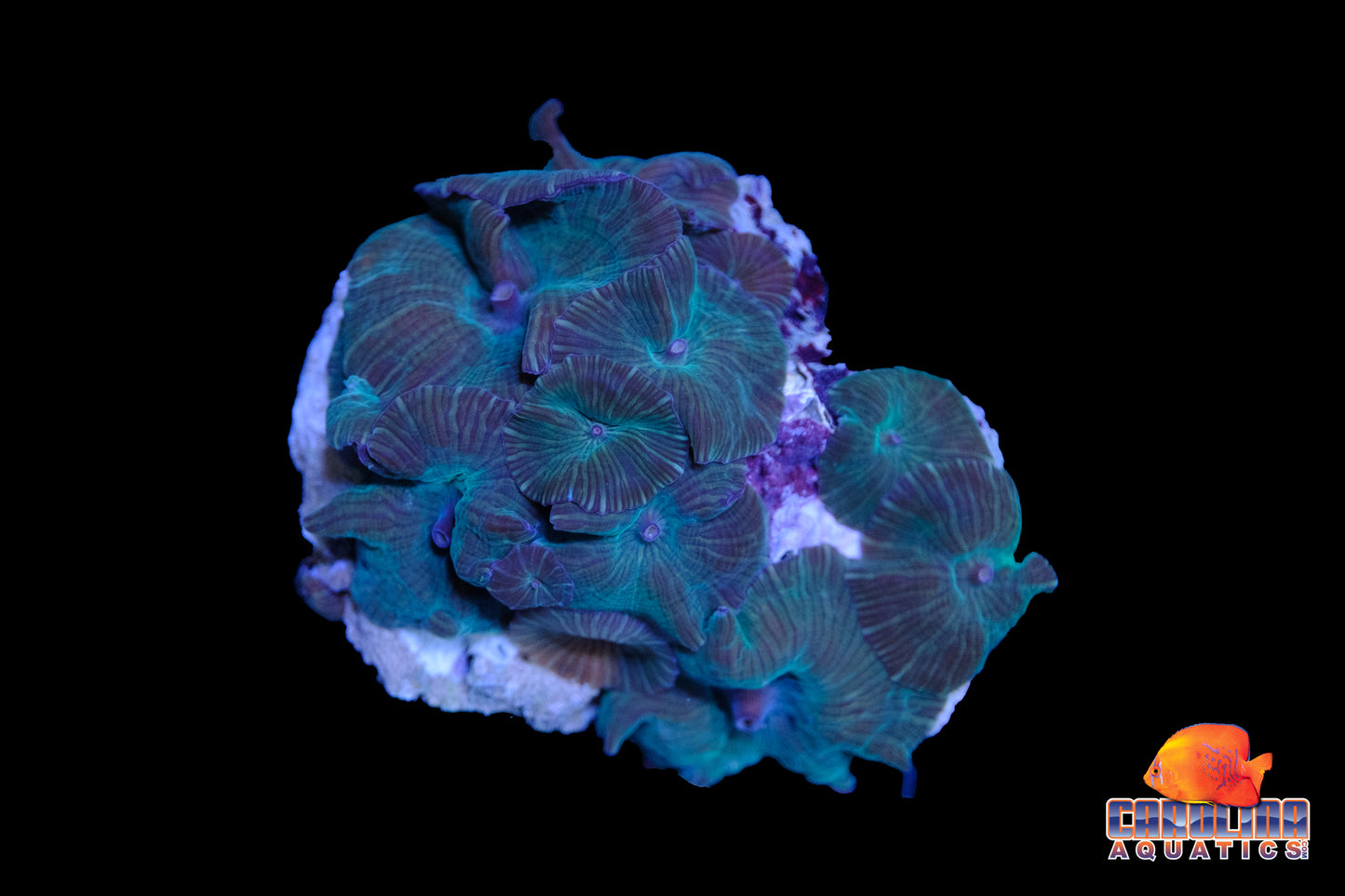 Indo - Rock Mushroom Striped Asst.