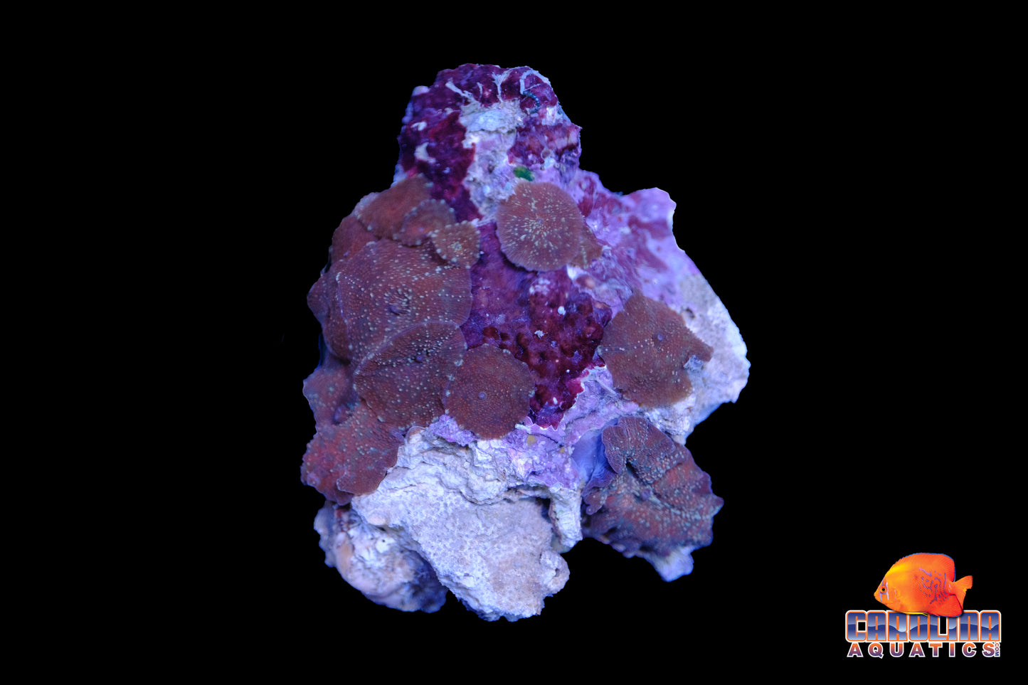 Indo - Rock Mushroom Spotted Asst.