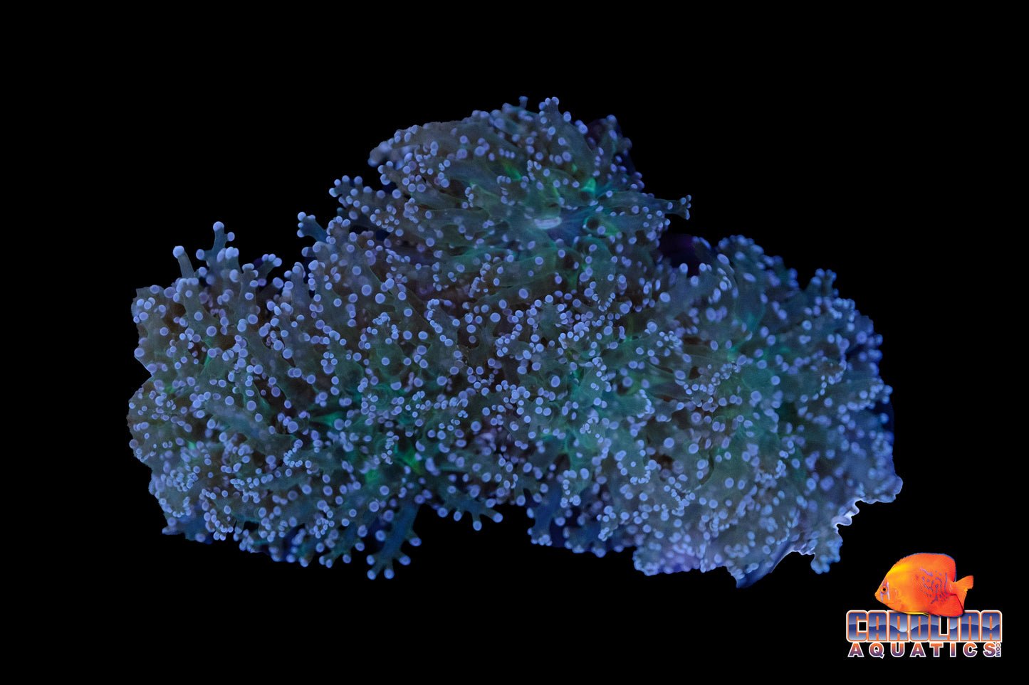 Indo - Frogspawn Branching Green