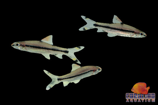 Shark - Roseline 2in. T.R.