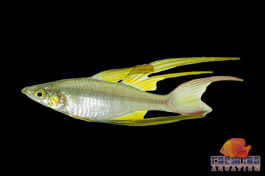 Rainbow - Threadfin Med
