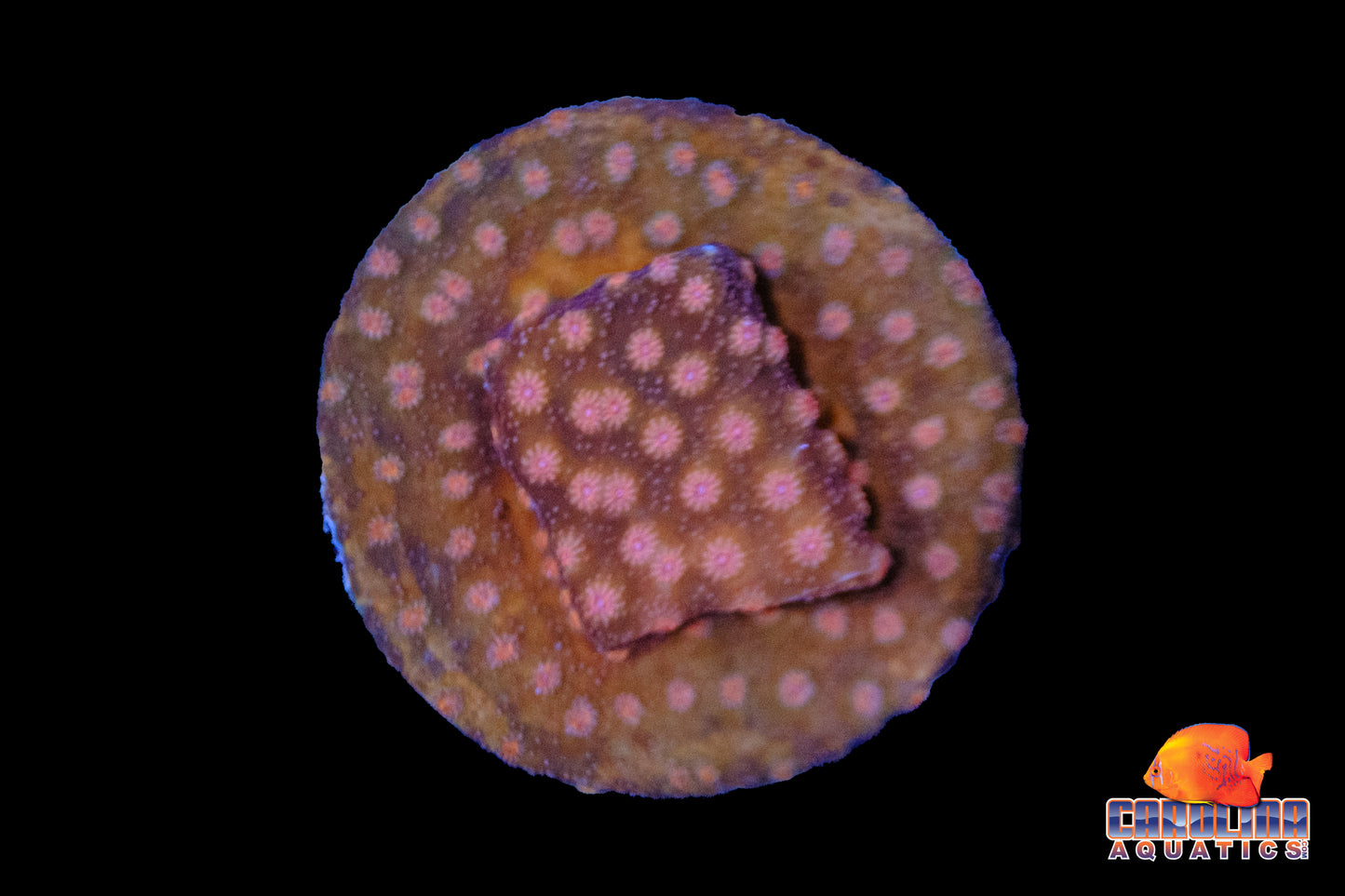 Indo - Cyphastrea Type 1