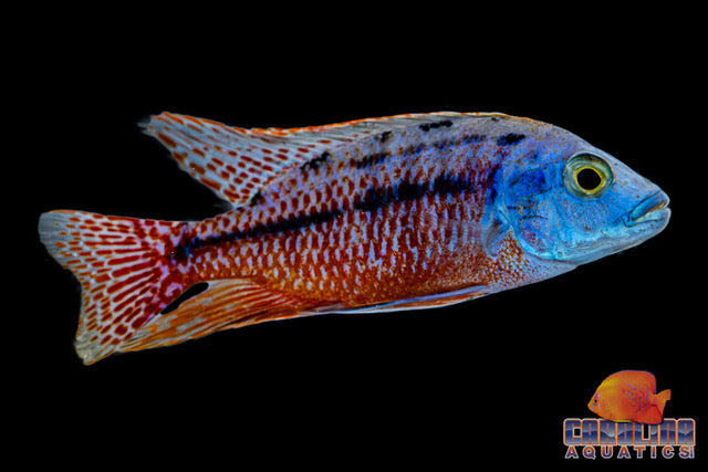 African - Red Empress Male XL