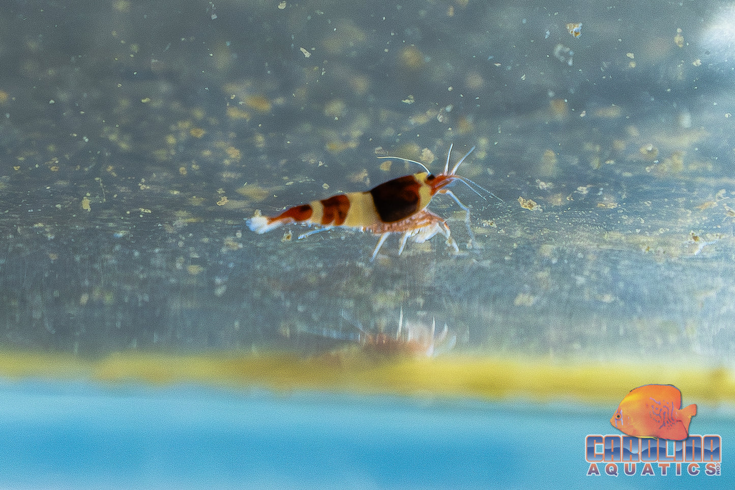 Invert - Shrimp Red King Kong