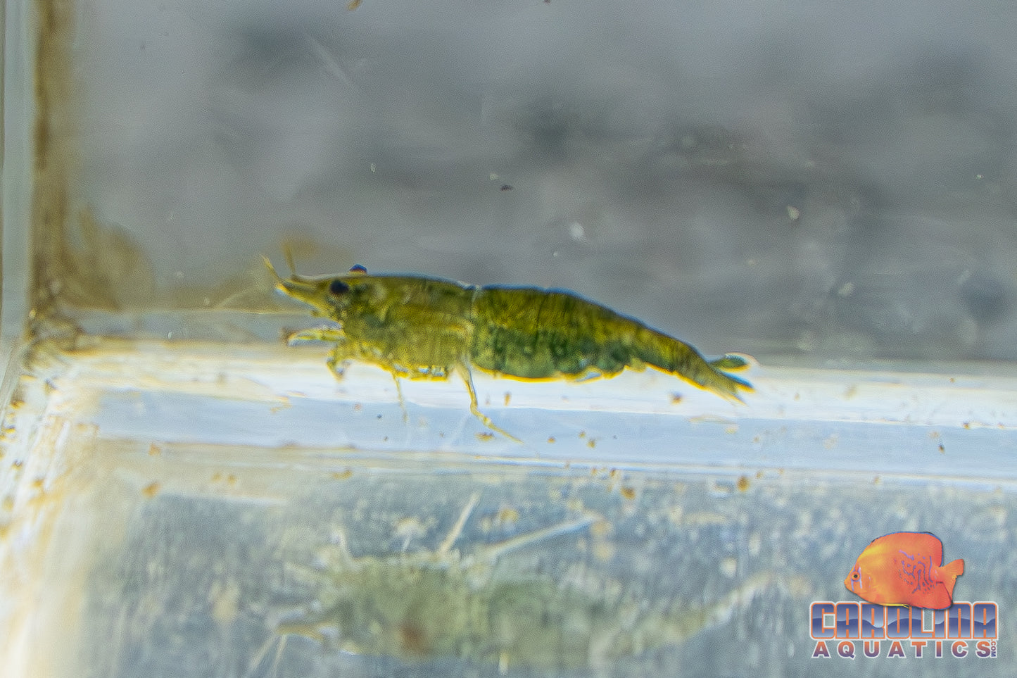 Invert - Shrimp Green Jade AA Grade
