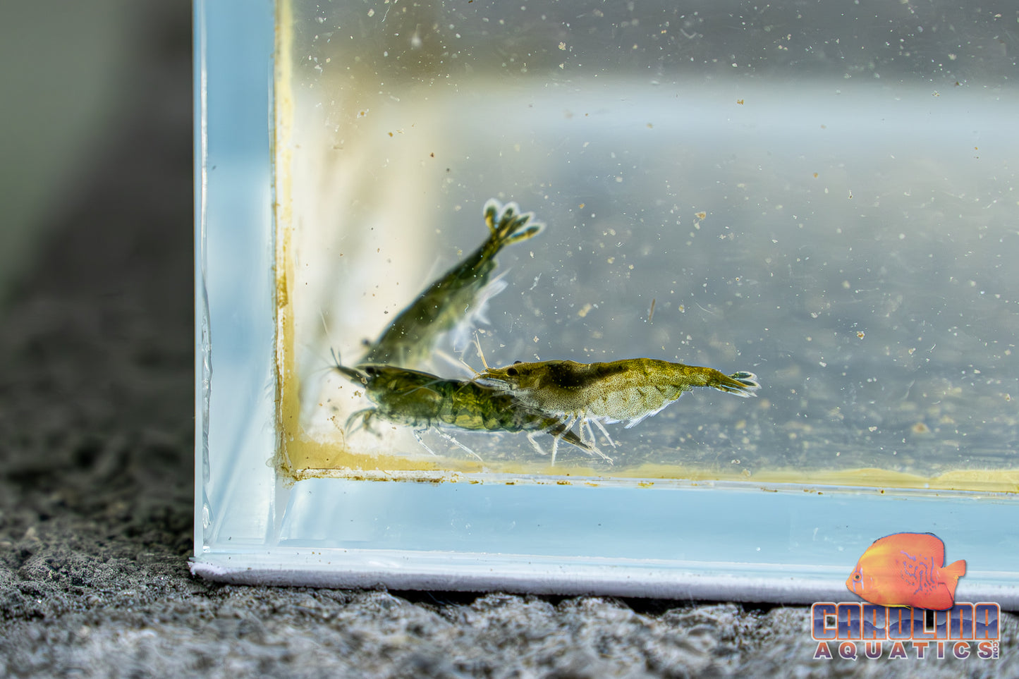 Invert - Shrimp Green Jade AA Grade