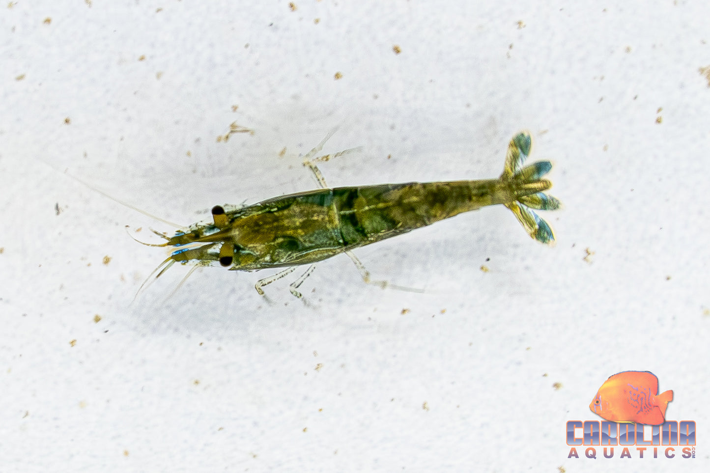Invert - Shrimp Green Jade AA Grade