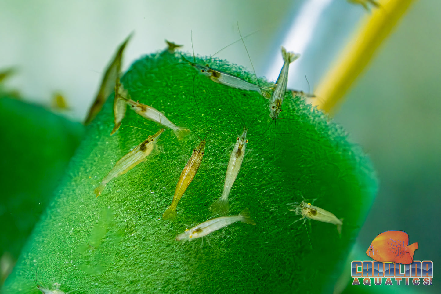 Invert - Shrimp Green Babaulti