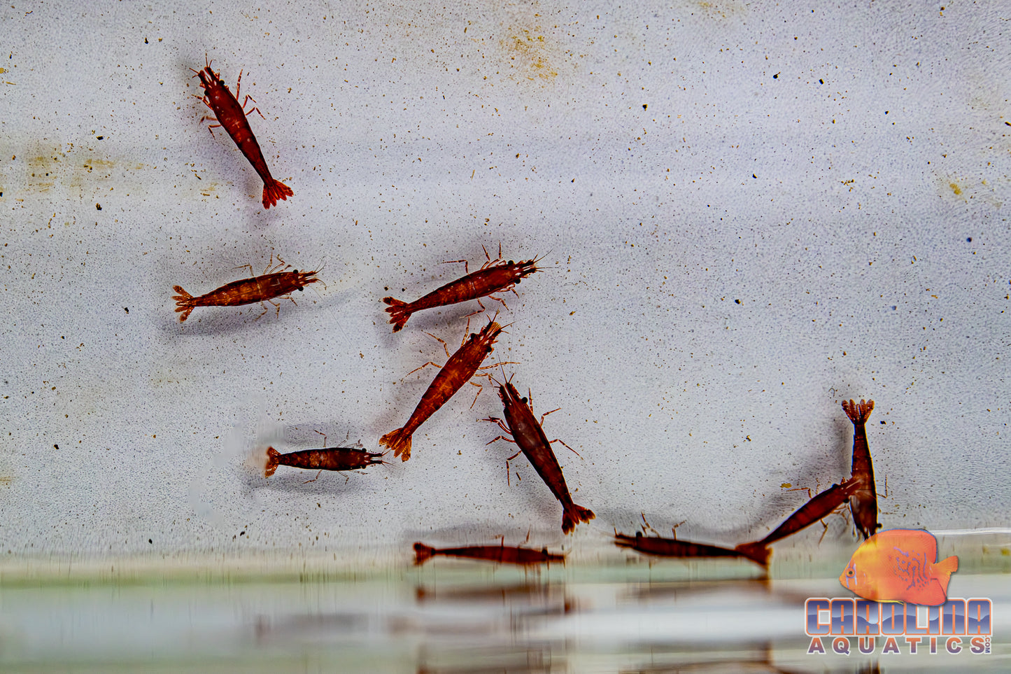 Invert - Shrimp Cherry Red