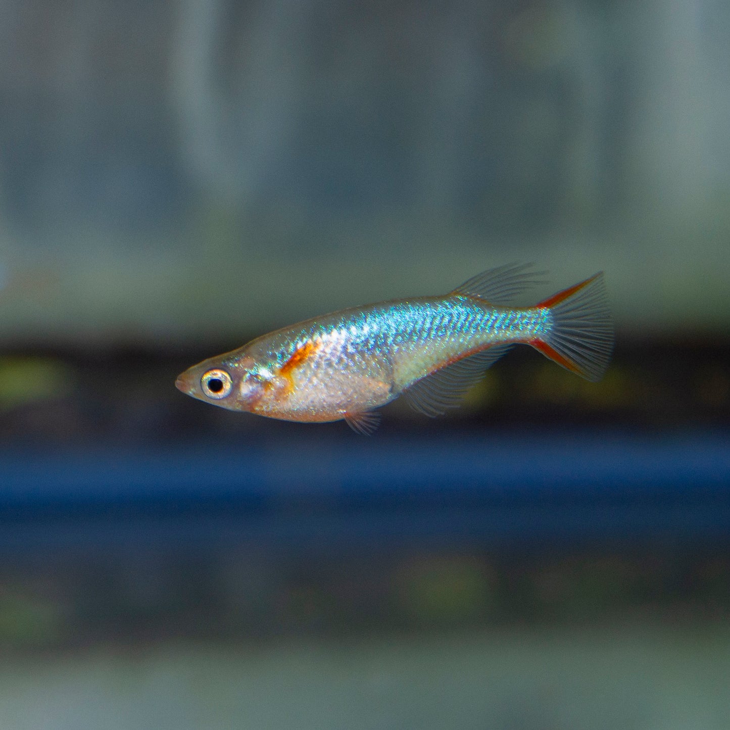 Misc - Rice Fish Blue Daisy
