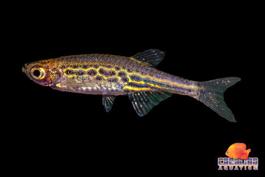 Danio - Gold Ring T.R.