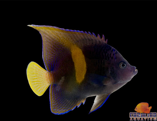 Angel - Maculosus Adult Md/Lg