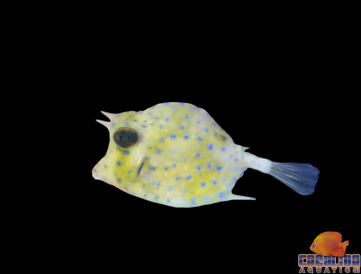 Cowfish - Scrawled Tiny