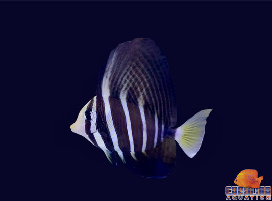Tang - Sailfin Md/Lg