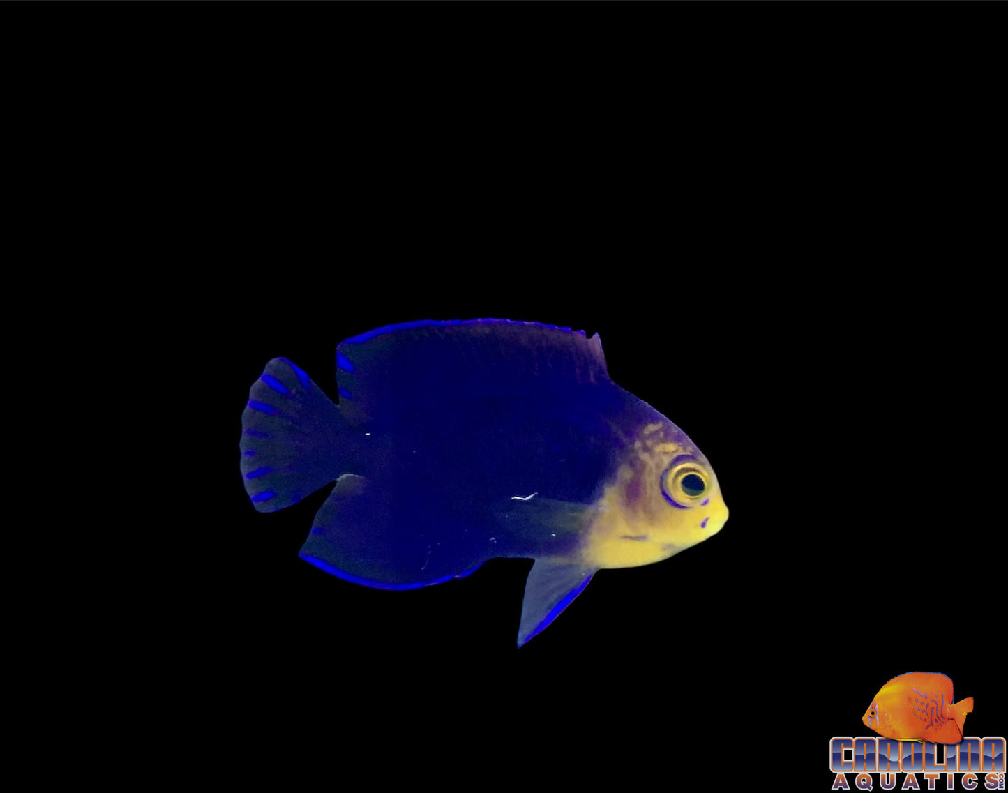 Angel - Pygmy (Atlantic)