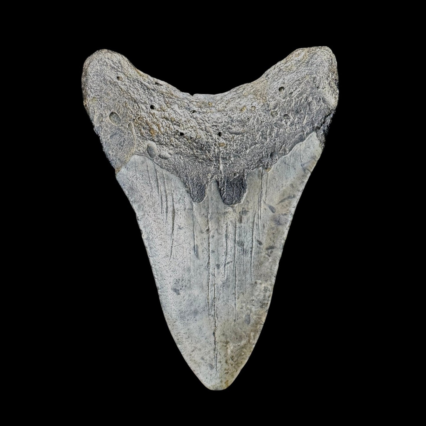 Megalodon Tooth