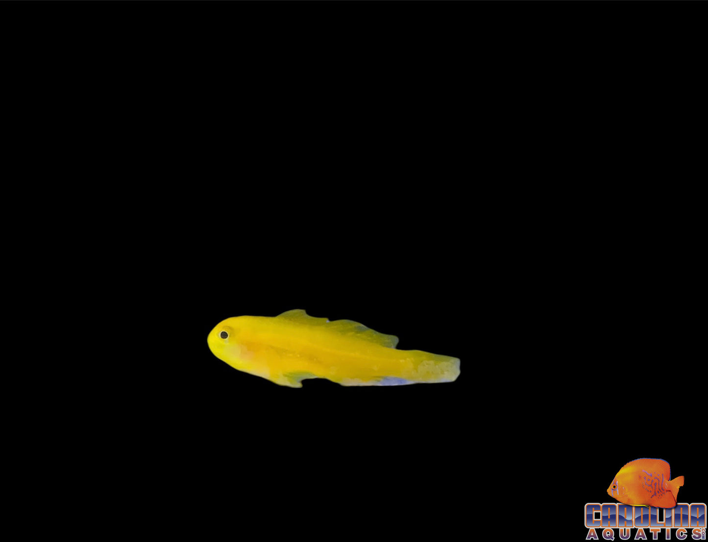 Goby - Clown Yellow
