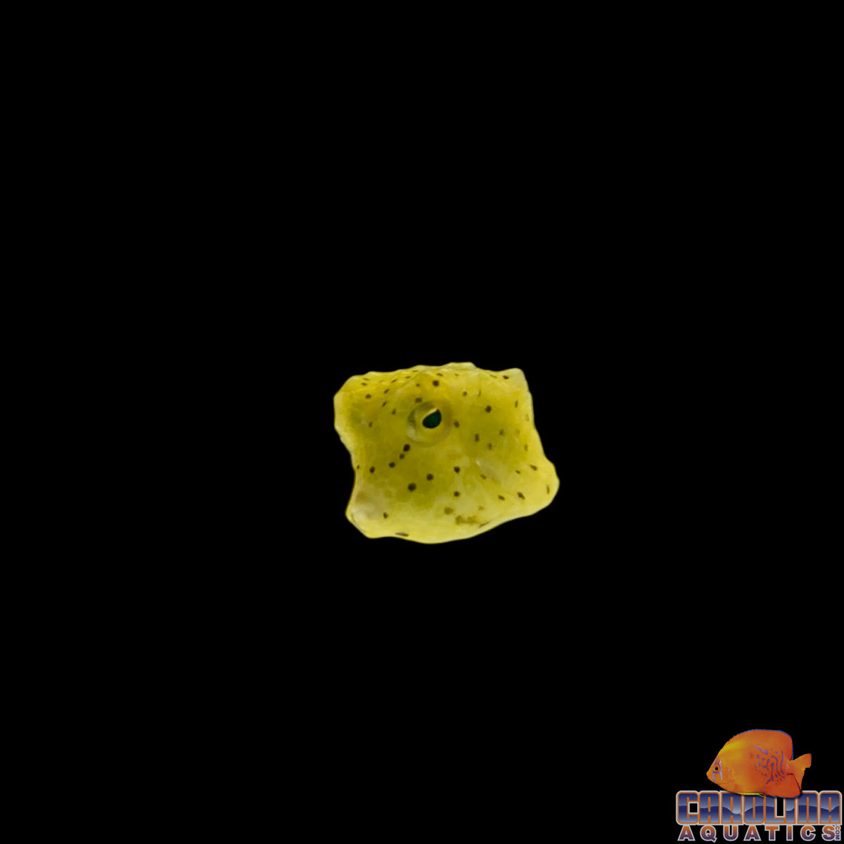 Cowfish - Longhorn Tiny