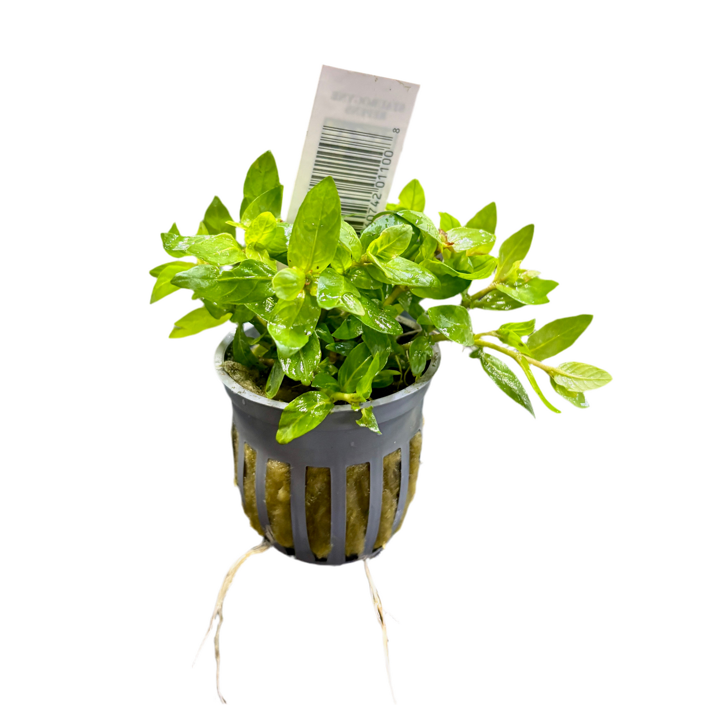 Staurogyne Potted