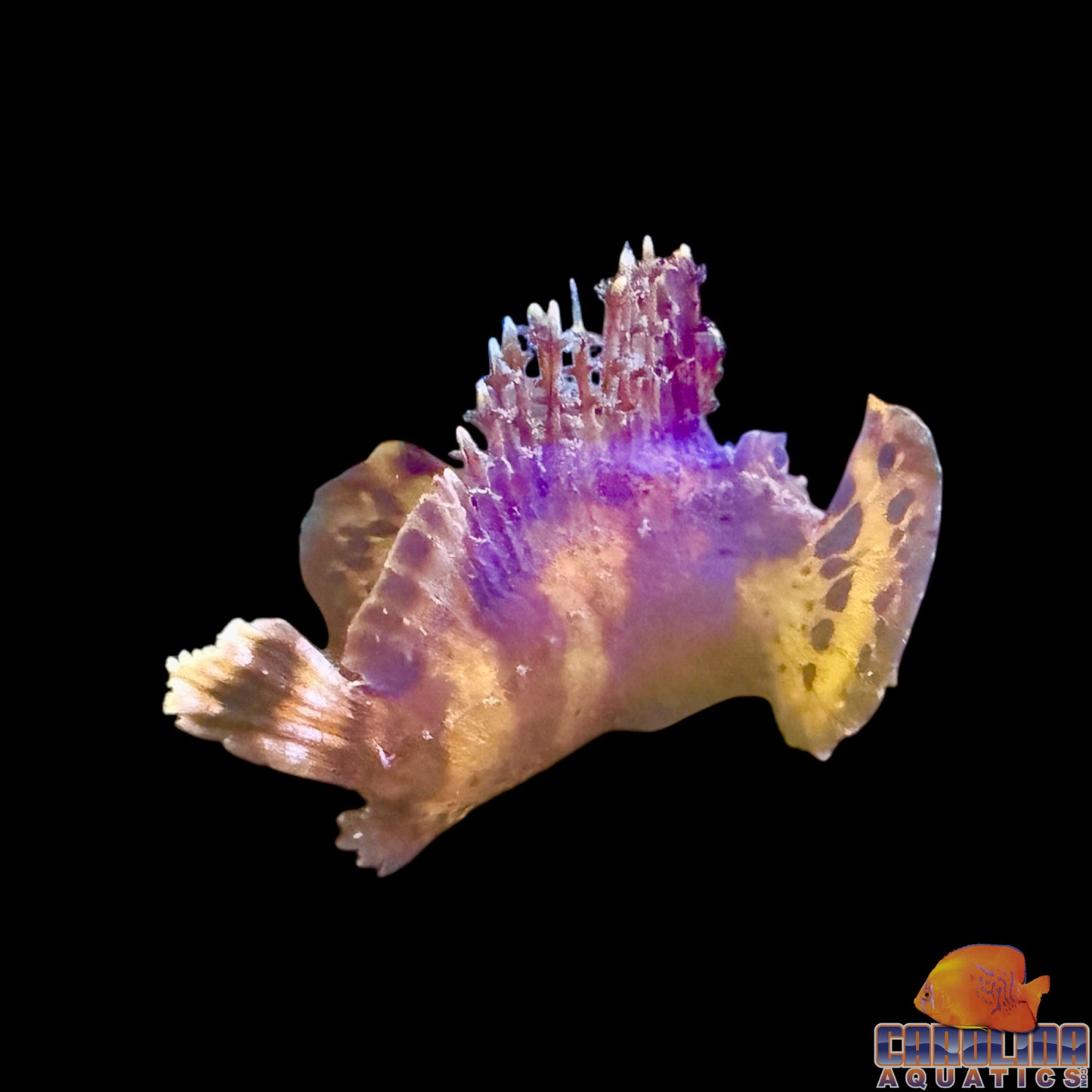 Scorpionfish - Demon Stinger