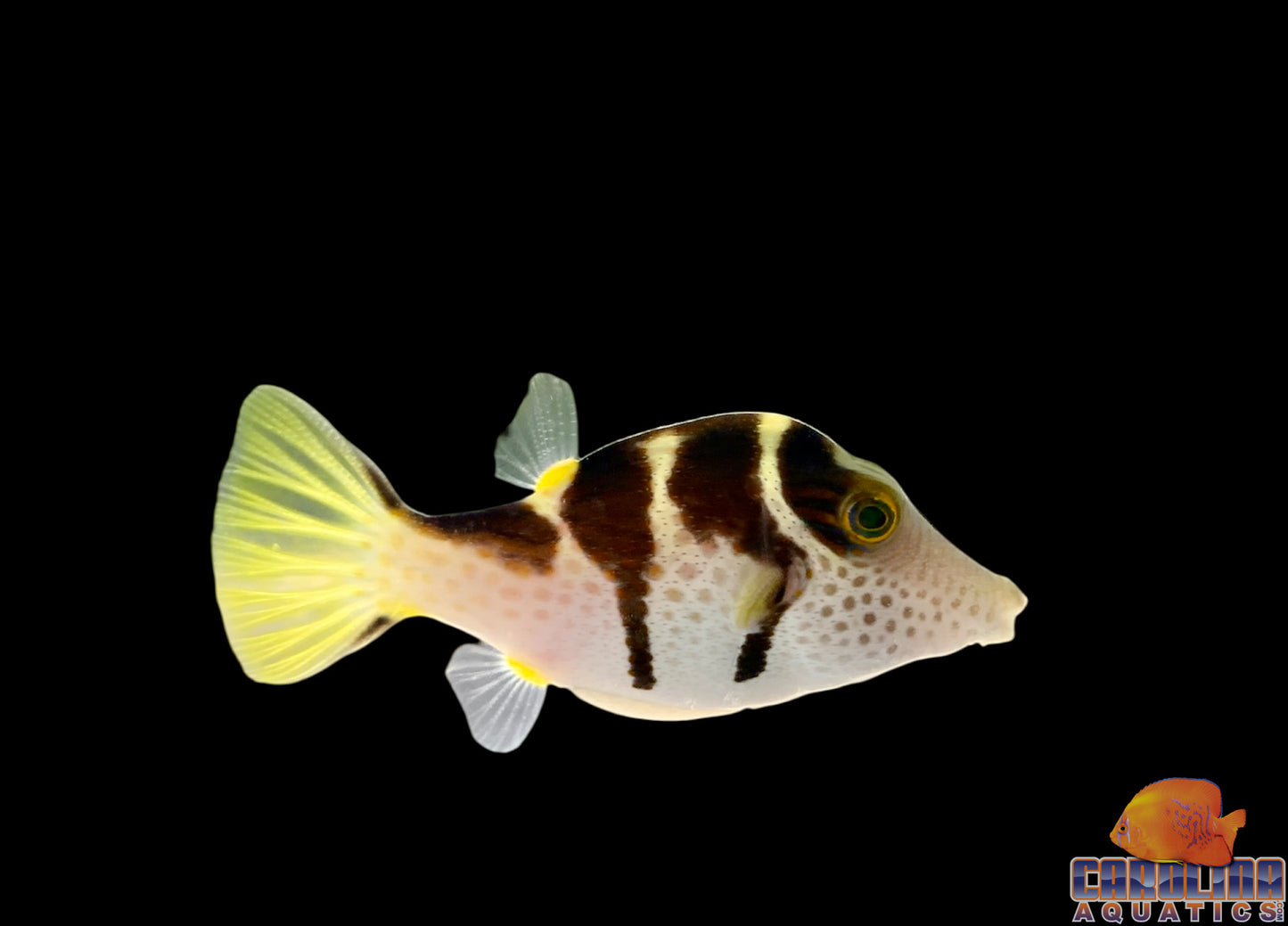 Puffer - Valentinae