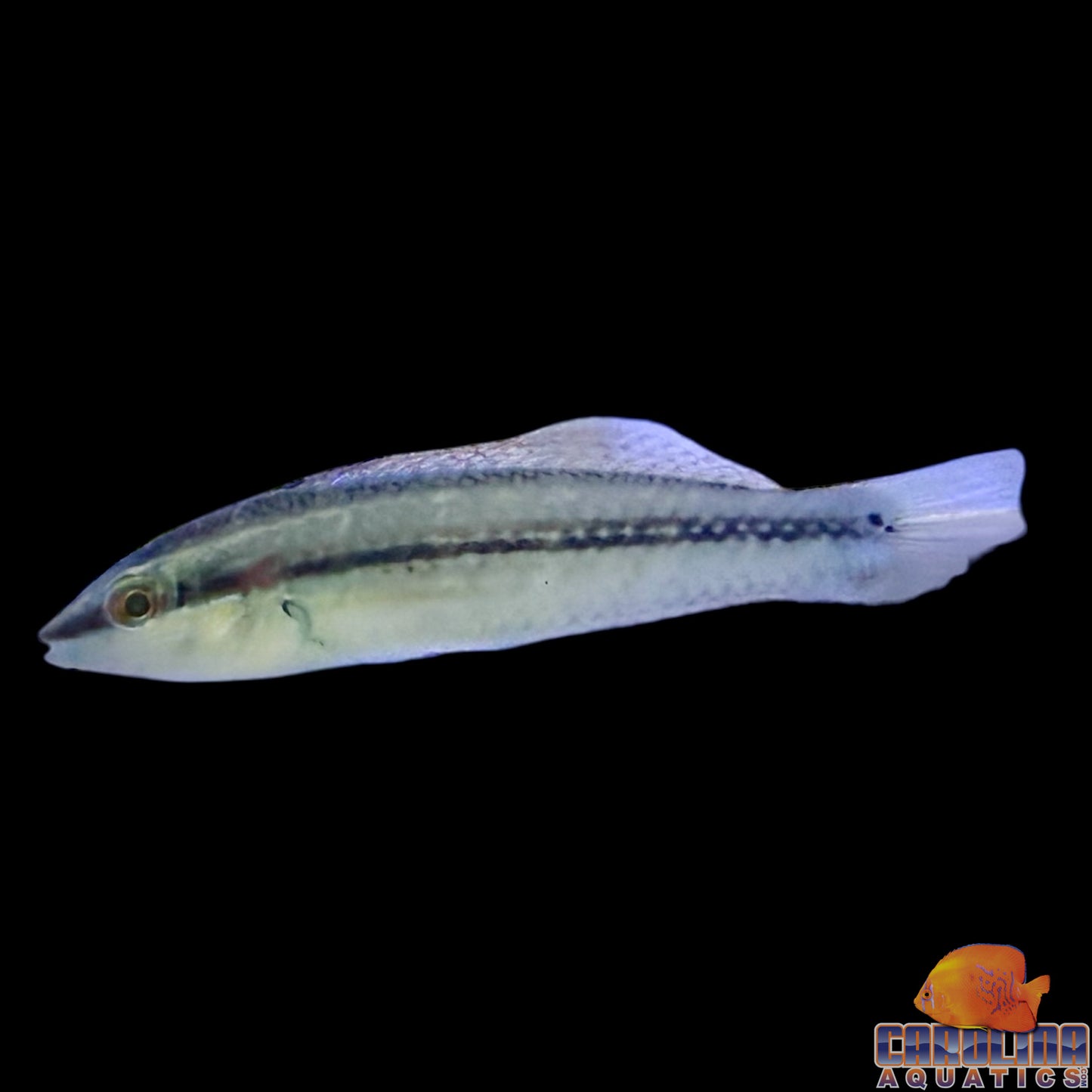 Wrasse - Pearly Spotted