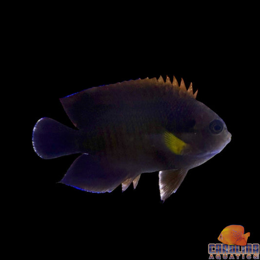 Angel - Yellowfin Sm/Md