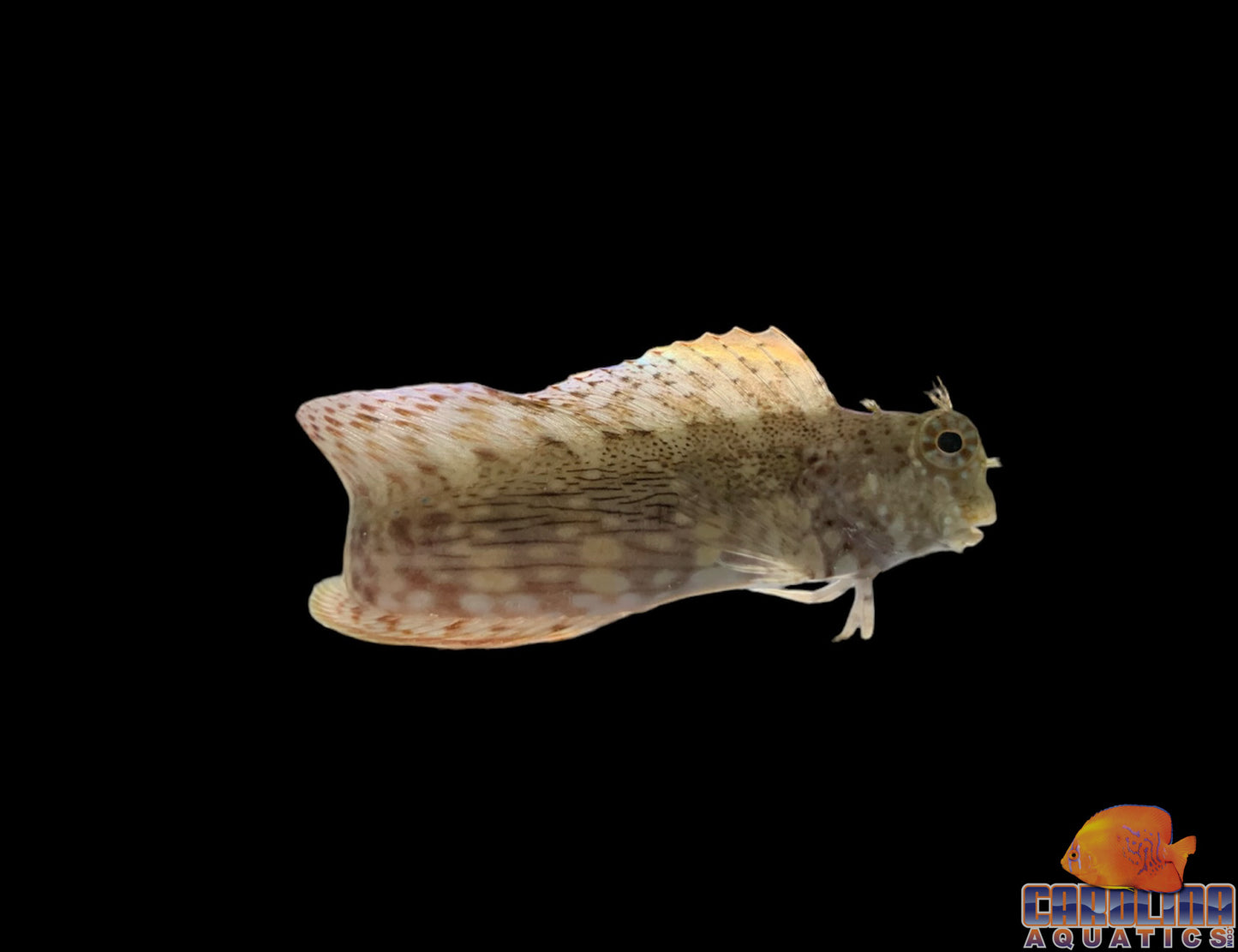 Blenny - Lawnmower Md/Lg
