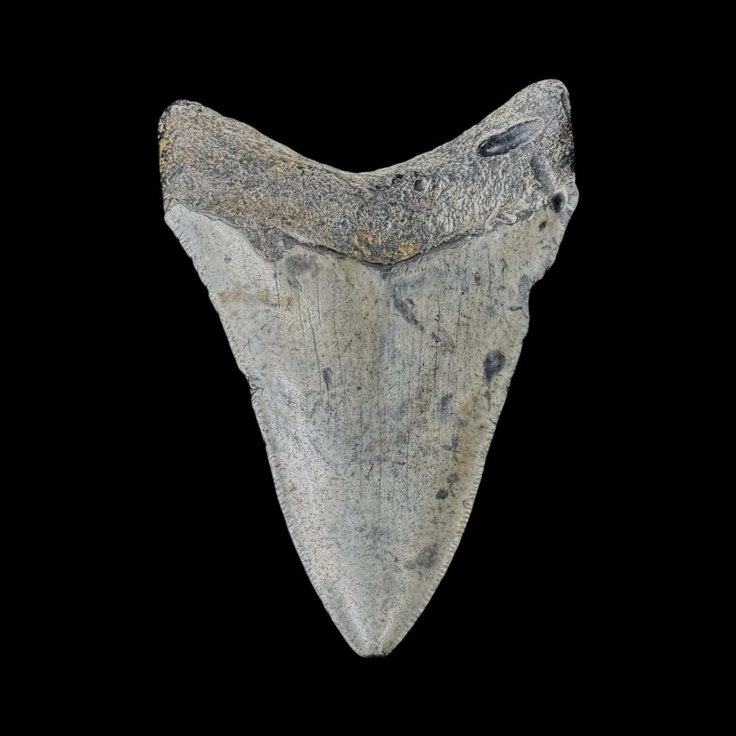 Megalodon Tooth