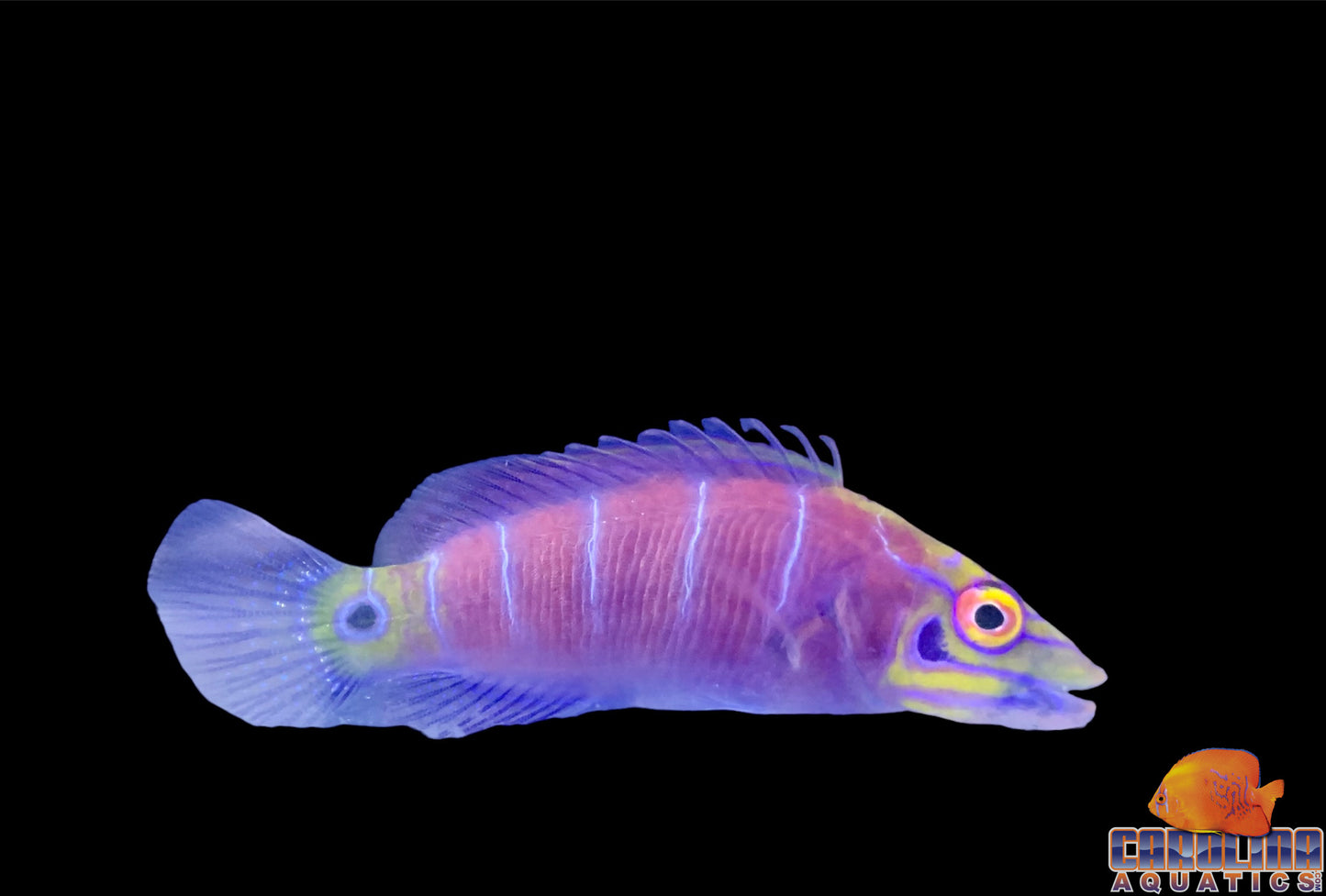 Wrasse - Mystery