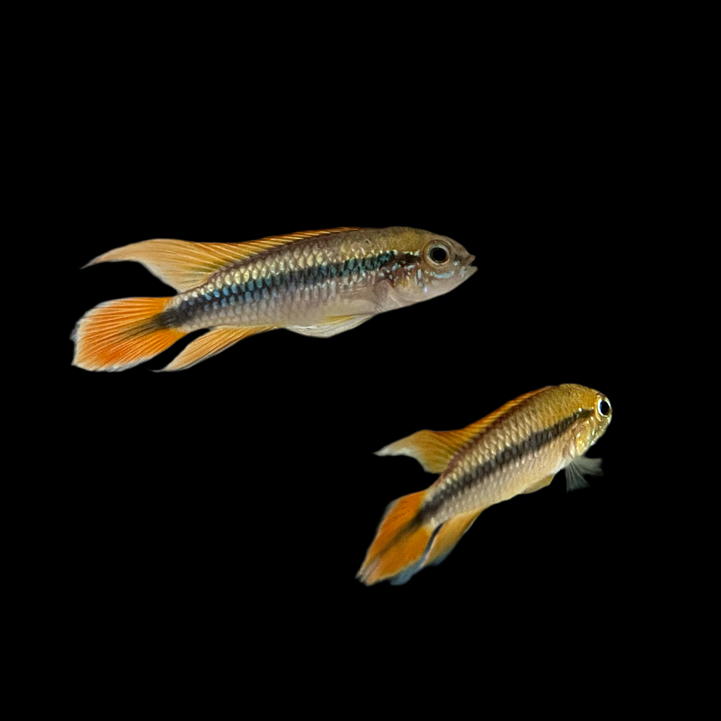 Cichlid - Apisto Agassizi Double Red Med