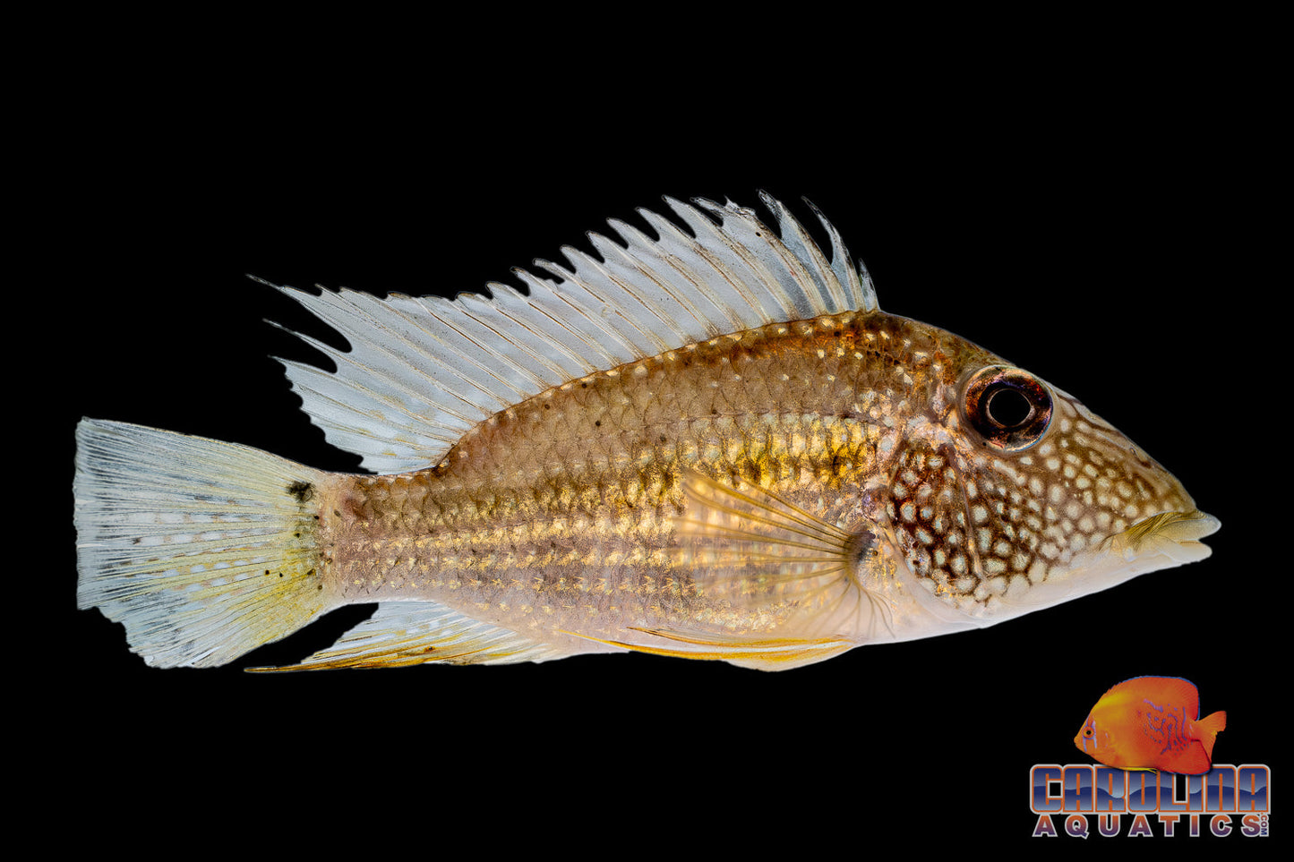 Cichlid - Eartheater Guyana Jewel Spot Med