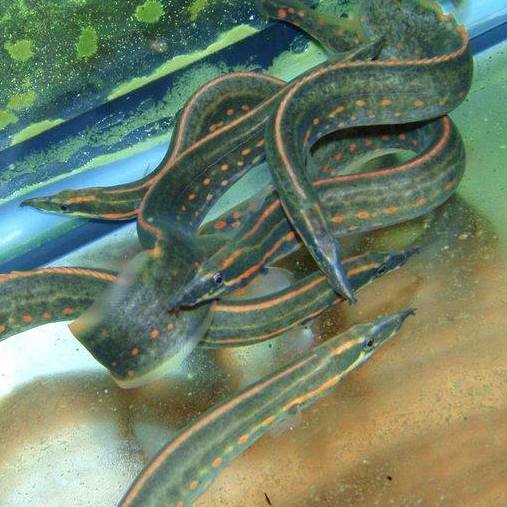Misc - Eel Fire 8-10in.